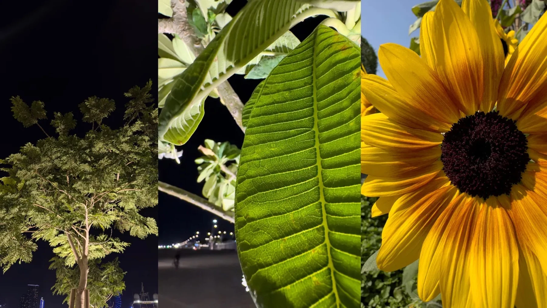Three iPhone 14 Pro sample photos showing a tree at night, a green leaf, and a sunflower