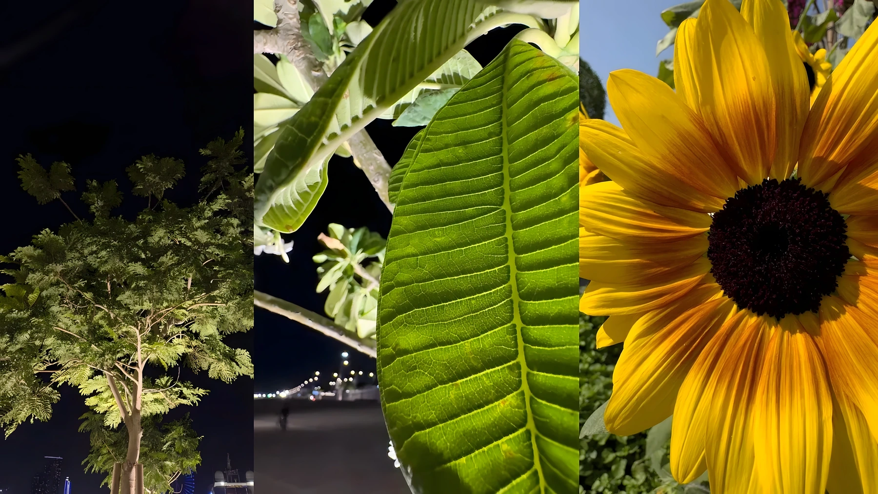 Three iPhone 14 Pro sample photos showing a tree at night, a green leaf, and a sunflower
